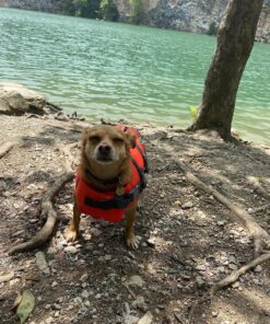 Outward Hound Granby Splash Orange Dog Life Jacket, Small Granby (Flotation) Small (Chest Girth: 16"-20") 59 91zx4e3gm3L