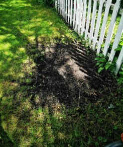 Scotts Turf Builder Grass Seed Quick Fix Mix Fast Growing Turf for a Temporary Lawn, 3 lbs. 3 lb. 49 91zzN1tFBNL