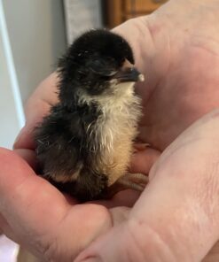 iTavah Egg Incubator, Chicken Incubators for Hatching Eggs with Automatic Egg Turning and Temperature Control, 9-12 Eggs Poultry Hatcher for Chicken Duck Bird 30 A1 HNVIJWXL