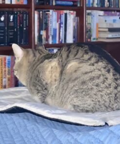 K&H Pet Products Self-Warming Crate Pad, Warming Dog Crate Bed, Machine Washable Dog Crate Mat, Gray X-Small 14 X 22 Inches 22.0"L x 14.0"W x 1.0"Th 37 A10xEmggIpL