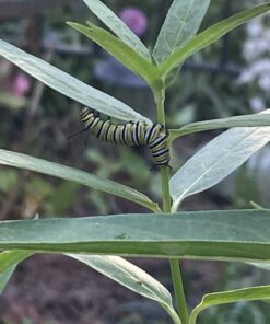 Butterfly Milkweed Flower Seeds (Asclepias Tuberosa), Pack of 100 Seeds by Seeds2Go 9 A110iq5moKL