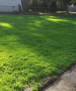 Scotts Turf Builder Grass Seed Sun & Shade Mix, Grows in Extreme Conditions & Spreads for a Durable Lawn, 7 lbs. 1 Pack 7 lb. 69 A12oy2gxZSL 1