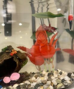 Marina Naturals Red Foreground Silk Plant – Fish Tank Decoration Mimics Live Aquarium Plants Red Small 20 A13K7cEc3nL