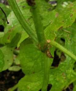 Heirloom Fruit Seeds- Non Hybrid- Real Survival Seeds. Honeydew Green Melon, Banana Melon, Honey Rock Cantaloupe, Watermelon Crimson Sweet, Sugar Baby Watermelon Seeds, Hales Best Jumbo Melon,Non GMO 31 A145NU2zBEL