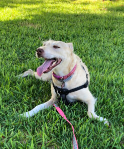 My AlphaPet Compostable Dog Poop Bags, Cornstarch Eco-Friendly, Highest EN1342 Certified, 120 Count, Large Size Bag 9x13 Inches, 8 Unscented Refill Rolls, Leak-proof, Plantbased, GM-Free Corn Unscented Green 23 A17rlonmG0L