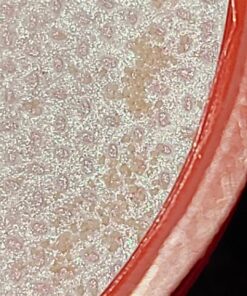 5,000 Live Neoseiulus (Amblyseius) Californicus 5 A18q VMODtL