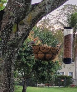 Droll Yankees 21964205201 787461785928 Squirrel Proof Bird Feeder, Yankee Whipper, 28-Inch, 4 P, Evening Blue 28 A1AOvNRIAGL