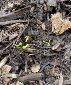Cosmos Seeds Wildflower Mixture - Bulk 1 Ounce Packet - Over 5,000 Seeds - Pink, Yellow, Orange, Red, Purple and White Mixed Species! 1 Ounce Pouch 57 A1AmsX5vwSL