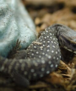 Nikon D7000 DSLR (Body Only) (OLD MODEL) Body Only Base 48 A1AxIRFrx0L