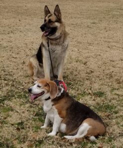 Pogi's Dog Poop Bags with Easy-Tie Handles - 300 Doggy Leak-Proof, Ultra Thick, Scented Poop Bags for Dogs, Cat 300 Count (Pack of 1) 37 A1DUzaVrsXL