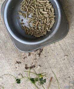 Oxbow Essentials Adult Rabbit Food - All Natural Adult Rabbit Pellets - Veterinarian Recommended- No Seeds, Fruits, or Artificial Ingredients- All Natural Vitamins & Minerals- Made in the USA- 10 lb. 10 Pound (Pack of 1) 37 A1DbP584pVL