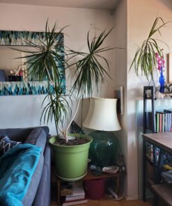 Michigan Peat 40 Pound Garden Magic Compost and Manure with Odor Free Blend and Naturally Moist and Fibrous for Lawn and Garden 40-Pound 18 A1EVSfaperL