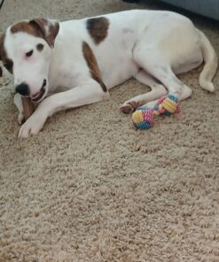 Purina DentaLife Made in USA Facilities Large Dog Dental Chews, Daily - (4) 18 ct. Pouches 18 Count (Pack of 1) 41 A1EXeZDNeL