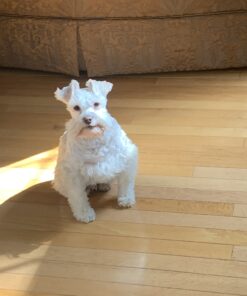 Hill's Science Diet Dry Dog Food, Adult 7+ for Senior Dogs, Small Bites, Chicken Meal, Barley & Brown Rice Recipe, 33 lb. Bag 33 Pound (Pack of 1) 29 A1F2p4e5iLL