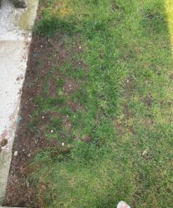 Scotts Turf Builder WinterGuard Fall Lawn Fertilizer for All Grass Types, 5,000 sq. ft., 12.5 lbs. 5,000 sq. ft. 35 A1HtFcFwAVL