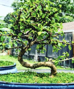 Dyna-Gro BON-008 8 oz Bonsai-Pro Liquid Plant Food, Yellow 32 A1I9zGwbmgL