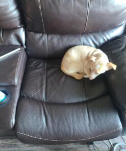 Biokleen Bac-Out Enzyme Stain & Odor Remover - 128 Ounces - Destroys Stains & Odors Safely, for Pet Stains, Laundry, Diapers, Wine, Carpets, & More, Eco-Friendly, Non-Toxic 1 39 A1LBU4d2WpL