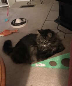 GoPets Premium Cat Scratcher - Wedge Shaped Corrugated Cardboard, Ergonomic Scratching Posts, Reversible Design, Lasts 2X Longer, with 1 Pack Catnip & Hidden Toy Cutouts for Endless Feline Play Fun 55 A1MA3HeEQL 1