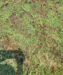 Scotts EZ Seed Patch & Repair Sun and Shade Mulch, Grass Seed, Fertilizer Combination for Bare Spots and Repair, 20 lb 20 lb. 1 Pack 54 A1N7u955WhL 1