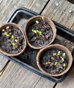 Outsidepride Tithonia Speciosa Red Mexican Sunflower Garden Cut Flowers - 1000 Seeds 64 A1Oa62uKfL