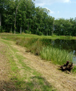 Kodak PIXPRO Friendly Zoom FZ43-RD 16MP Digital Camera with 4X Optical Zoom and 2.7" LCD Screen (Red) Red 16 A1Omk92qOcL