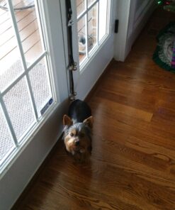 Caldwell's Dog Potty Bell for Dogs to Ring to Go Outside - The Original Dog Door Bell for Potty Training - Premium Quality Dog Training Tools & New Puppy Essentials One Potty Bell Black 33 A1OoRbevamL