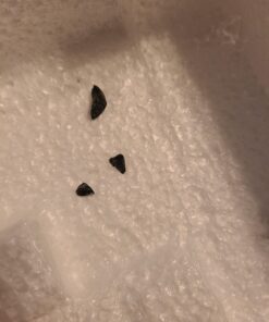 Mythical Guardian Dragon Trinket Box Statue with Hidden Book Storage Compartment for Decorative Gothic & Medieval Décor and Figurines As Jewelry Boxes or Fantasy Gifts for Office Study-Library 35 A1Q0TFGinaL