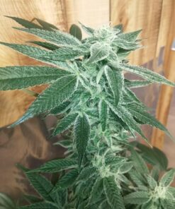 General Hydroponics FloraNectar FruitnFusion, Sweetener, 0-0-1, 1 qt., White 35 A1QeXy9tFL