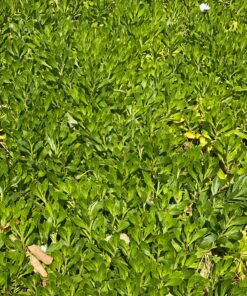 Praying Mantis (5) Egg Cases with Habitat Cup- 5 Egg Cases & 1,500 Live Ladybugs 33 A1SlHX6EiL 1