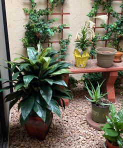 Nearly Natural 6688 Cordyline with Vase Decorative Silk Plant, Green,35" x 12" x 12" 20 A1T5UfEiUfL