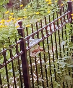 Lyric Supreme Wild Bird Seed - Wild Bird Food Mix with Nuts & Sunflower Seeds - Attracts Many Beautiful Songbirds - 4.5 lb bag 32 A1TDZ0rJAmL