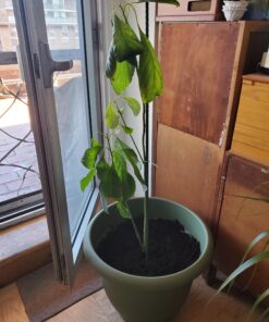 Michigan Peat 40 Pound Garden Magic Compost and Manure with Odor Free Blend and Naturally Moist and Fibrous for Lawn and Garden 40-Pound 19 A1TVc80xbrL