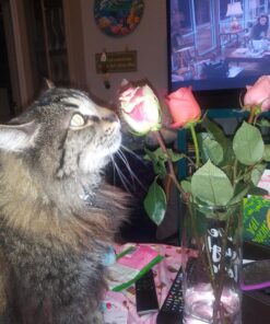 FELINE GREENIES SMARTBITES Skin & Fur Crunchy and Soft Natural Cat Treats, Salmon Flavor, 2.1 oz. Pack 2.1 Ounce (Pack of 1) 40 A1Tno6vM3uL