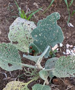 Bazos 1500 Live Ladybugs - Good Bugs - Ladybugs - Ladybugs for Garden - Guaranteed Live Delivery (1500) 19 A1UQir CXCL