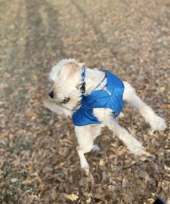 Kurgo Loft Dog Jacket, Reversible Dog Coat, Wear with Harness or Sweater, Water Resistant, Reflective, Winter Coat For Medium Dogs (Coastal Blue, M) Coastal Blue/Orange 47 A1UqB 2qQrL