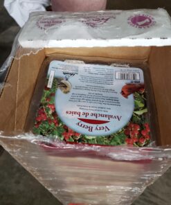 Suet Songbird Very Berry Cake, 16 Pack 19 A1Uz1zjTpXL