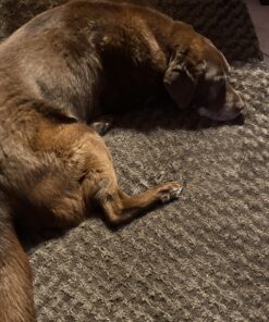 Furhaven Orthopedic Dog Bed for Large Dogs w/ Removable Washable Cover, For Dogs Up to 95 lbs - Ultra Plush Faux Fur & Suede Mattress - Chocolate, Jumbo/XL Ultra Plush Curly Faux Fur (Chocolate) 40.0"L x 32.0"W x 4.0"Th Orthopedic Foam 52 A1Vv4HJPqTL 1