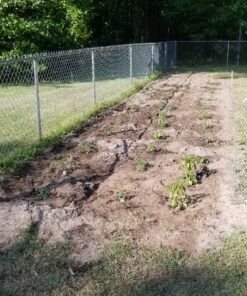 The Relaxed Gardener Watering Wand - 15" Garden Hose Nozzle Sprayer 8 Adjustable Spray Patterns and Thumb Control Shut Off Valve 34 A1WD1qEelJL