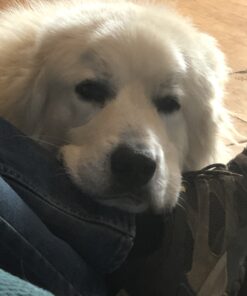 Andis 65730 Stainless-Steel Comb for Knots, Mats & Loose Hair Removal - Effective Dematting Tool, Comfortable, Lightweight, Portable & Safe for Dogs, Cats & Pets – Silver, 7-1/2-Inch 7 1/2" 28 A1WPGD0ZP8L 1