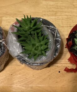3 Different Aloe Plants - Easy to Grow/Hard to Kill! - 3" Pots 21 A1Z9WVukD1L
