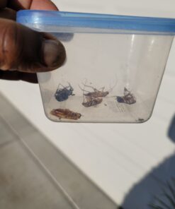 Harris Roach Tablets, Boric Acid Roach Killer with Lure for Insects (4oz, 96 Tablets) 4 oz 41 A1ad4jqx6JL