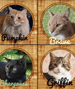 Blue Buffalo Tastefuls Indoor Natural Adult Dry Cat Food, Chicken 15lb bag Chicken & Brown Rice 15 Pound (Pack of 1) 45 A1af 4tj1WL 1