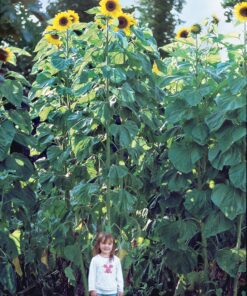 Burpee American Giants Hybrid Sunflower Seeds 50 seeds 10 A1cXBIulAyL
