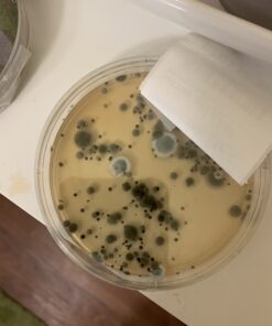 Mold Armor Do It Yourself Mold Test Kit 31 A1duiQXuRdL