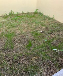 Scotts Turf Builder Grass Seed Fall Overseeding Mix, Thickens & Strengthen to Help Prevent Future Weeds, 15 lbs. 15 lb. 45 A1eU83WXOdL