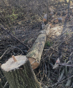 WORX WG303.1 14.5 Amp 16" Electric Chainsaw 16" 14.5Amp Electric Chainsaw 45 A1f 2VALiwL