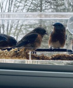 Wild Birds of Joy Window Bird Feeder with 4 Super Strong Suction Cups & Sliding Seed Tray, Large, Clear Acrylic, Easy Clean, Outdoor Bird Feeders, Outside View Up Close of Finch, Cardinal and Blue Jay 52 A1gKSEaAWTL