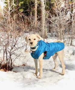 Kurgo Loft Dog Jacket, Reversible Dog Coat, Wear with Harness or Sweater, Water Resistant, Reflective, Winter Coat For Medium Dogs (Coastal Blue, M) Coastal Blue/Orange 48 A1gTwMjsYyL