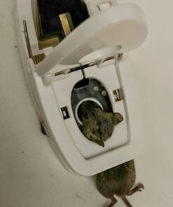 Tomcat Press 'N Set Mouse Trap, Plastic, Spring-Loaded Mouse Killer with Grab-Tab, 2 Traps Mouse Traps (2 Traps) 36 A1hVHHVhyL