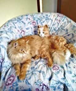 Purina ONE Natural Cat Food for Hairball Control, +PLUS Hairball Formula - 16 lb. Bag Chicken 16.00 Pound (Pack of 1) 44 A1i7wbWujuL